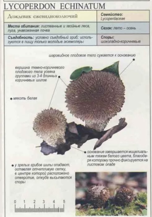 Puffball