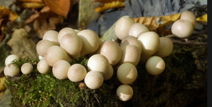 Mga puffball na hugis peras