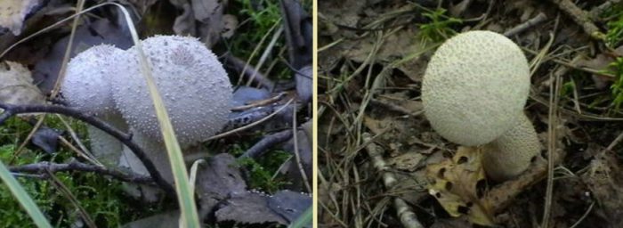 Mga kabute na puffball sa kagubatan