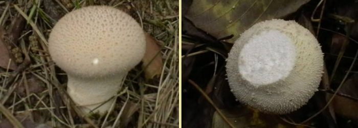 Kulay-abong puffballs na may puting laman