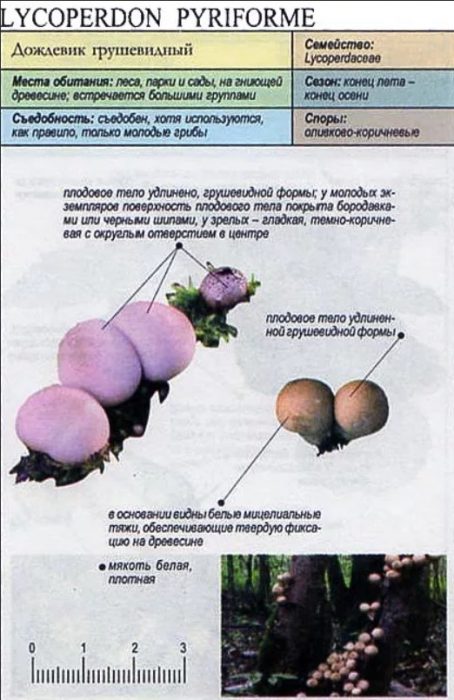 Hugis-peras na puffball