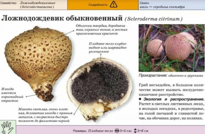 Karaniwang maling puffball