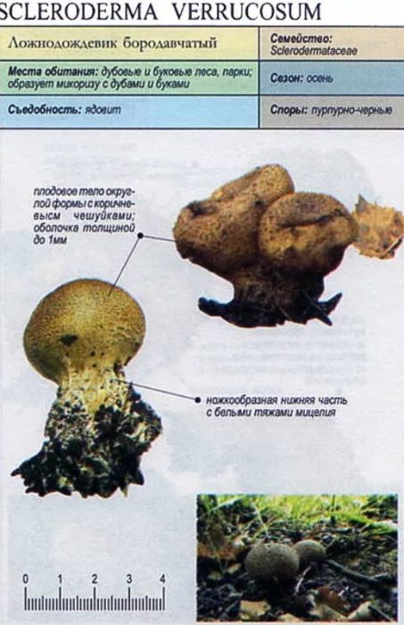 Paglalarawan ng kulugo na maling puffball