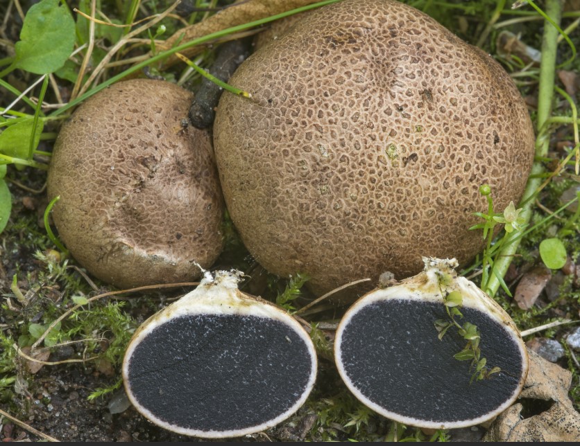 May nakitang mga pekeng puffball sa seksyon