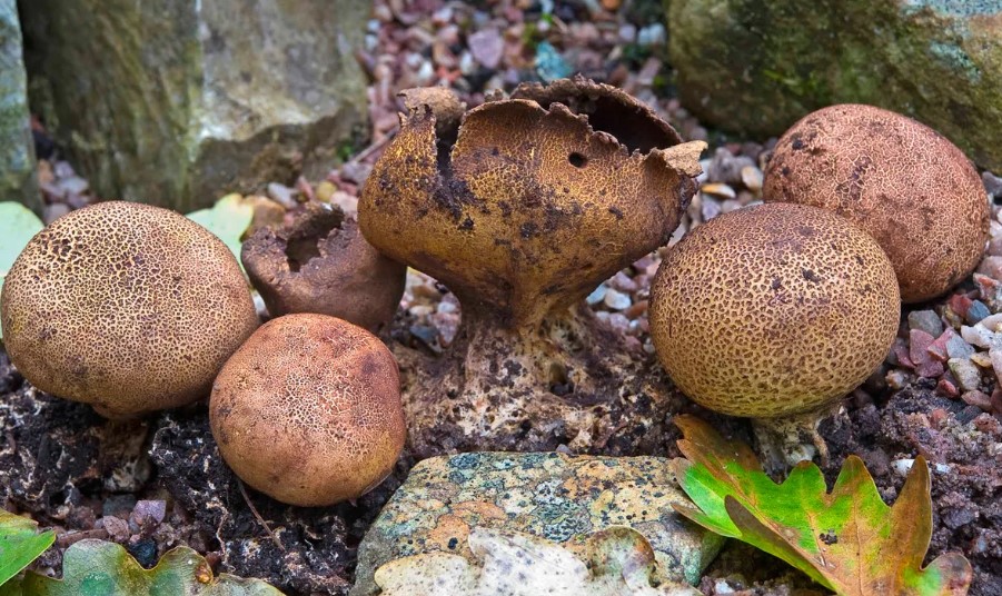 Mga lumang pekeng puffball