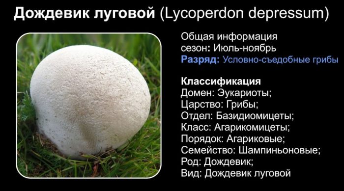 Paglalarawan ng puffball ng parang