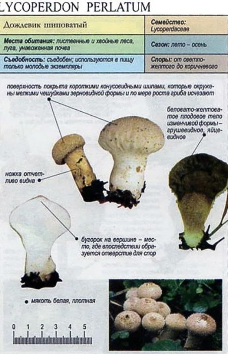 Paglalarawan ng puffball