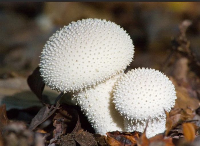 Dalawang pearl puffball