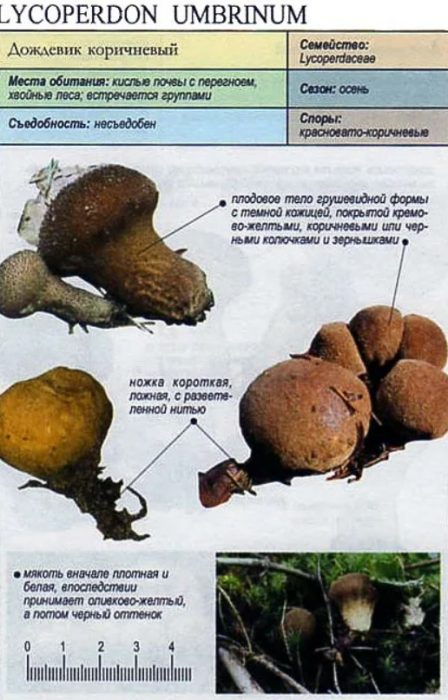 Paglalarawan ng kayumangging kapote