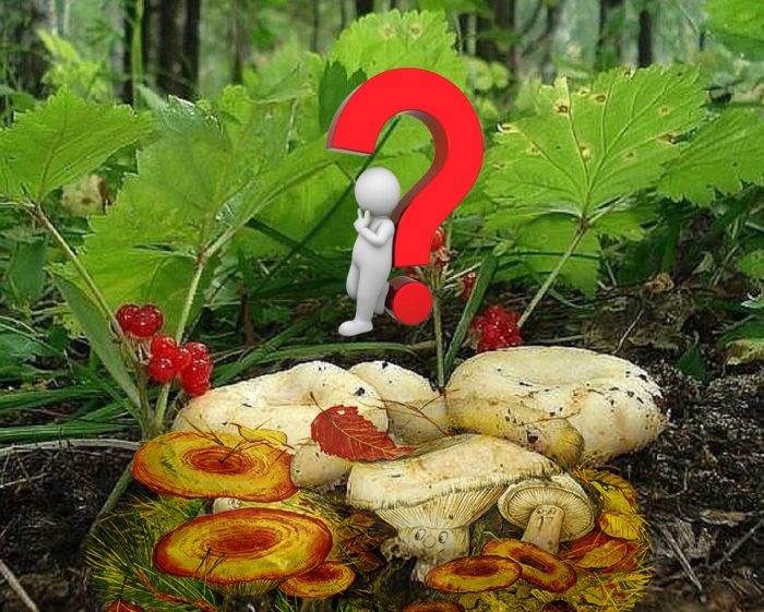 Paddenstoelen selecteren