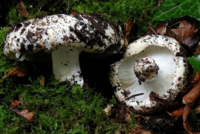 Witte melkdop