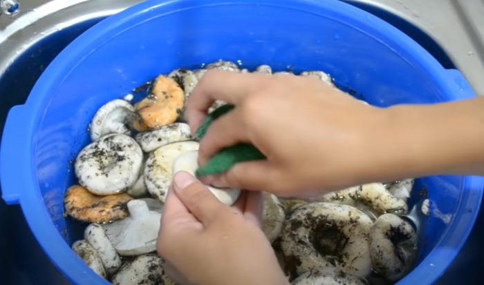 Paano hugasan ang mga kabute ng gatas