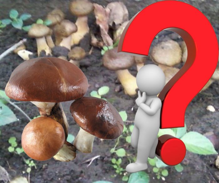 Malusog ba ang mga butter mushroom?