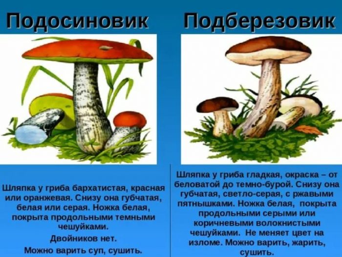 Ang pagkakaiba sa pagitan ng mga kabute ng aspen at mga birch boletes