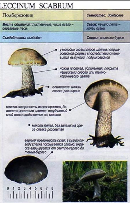 Paglalarawan ng birch bolete