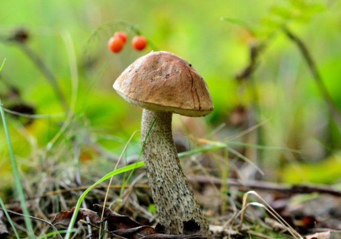 Paglago ng birch bolete
