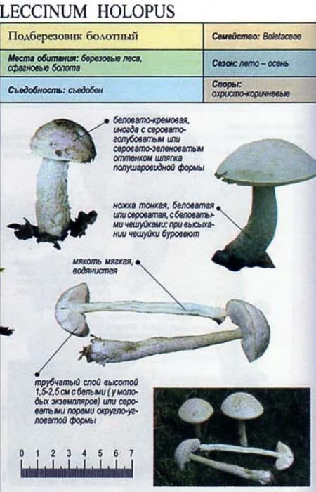 Paglalarawan ng boletus ng latian