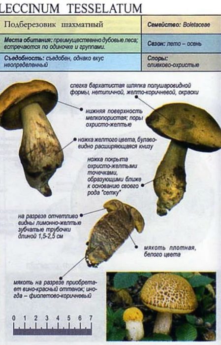 Paglalarawan ng checkered birch bolete