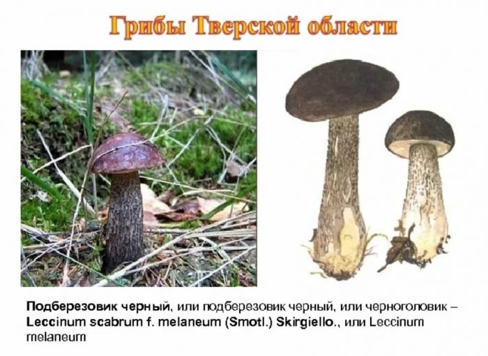 Saan tumutubo ang itim na birch bolete?