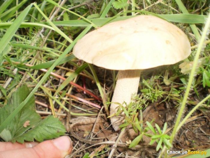 Banayad na birch bolete