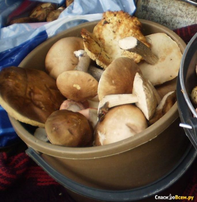 Mga hinugasan na boletus mushroom