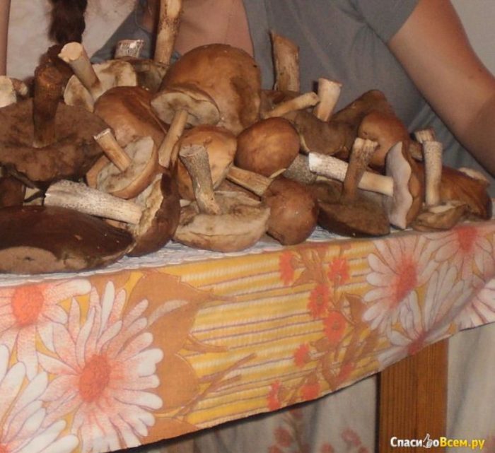 Mga kabute na Boletus sa mesa