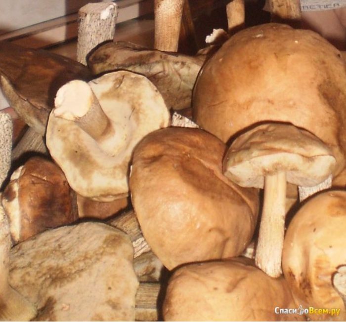 Mga batang kabute na boletus
