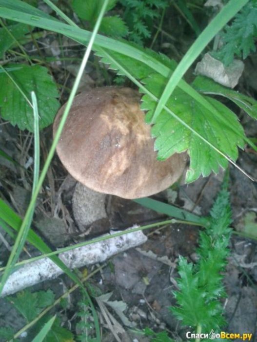 Birch boletus