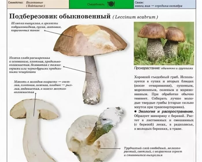 Paglalarawan ng karaniwang birch bolete