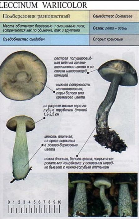 Paglalarawan ng maraming kulay na birch bolete