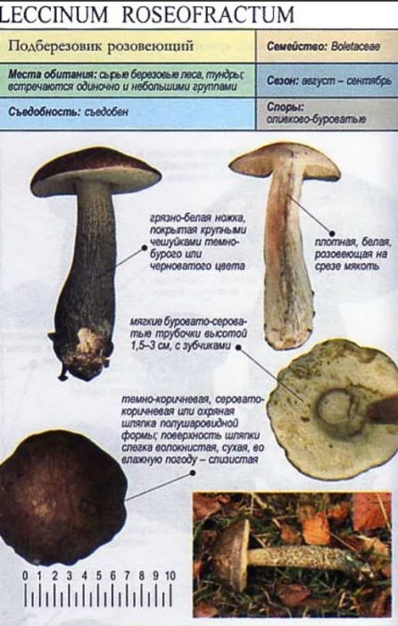 Paglalarawan ng pinking birch bolete