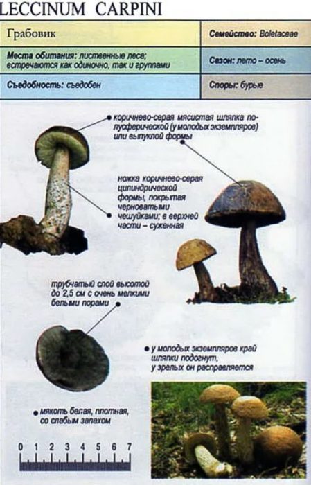 Paglalarawan ng kulay abong birch bolete