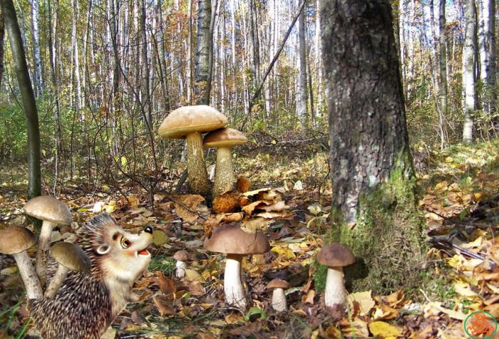 Mga kabute na Boletus sa kagubatan