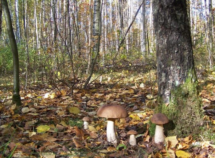 Mga kabute na Boletus sa kagubatan