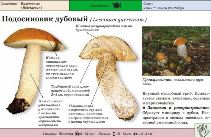 Paglalarawan ng oak boletus