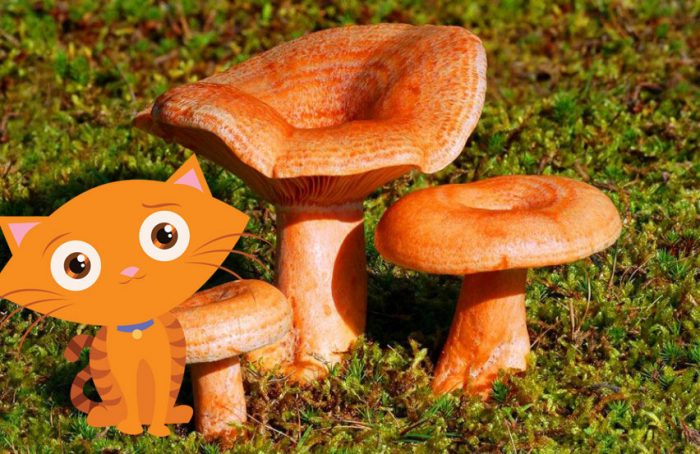 Mga Chanterelle