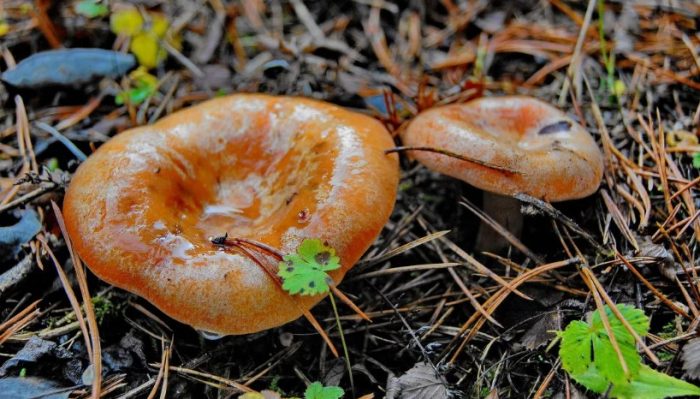 Mga Chanterelle pagkatapos ng ulan
