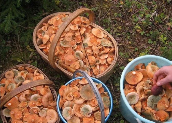 Mga basket na may takip ng gatas na saffron