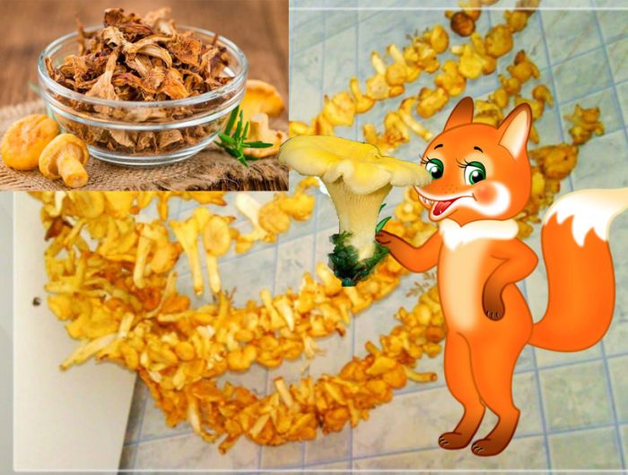 Pinatuyong mga chanterelle