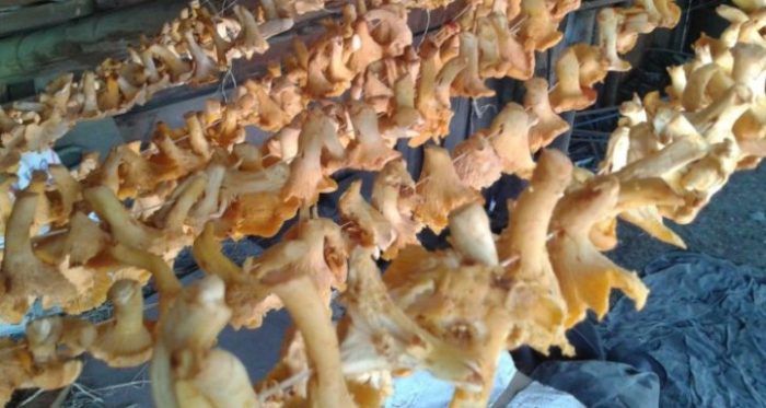 Pinatuyong chanterelle mushrooms