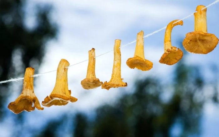 Pagpapatuyo ng mga chanterelle