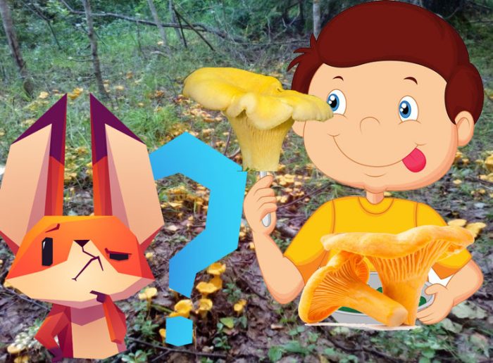 Pagkaing Chanterelle
