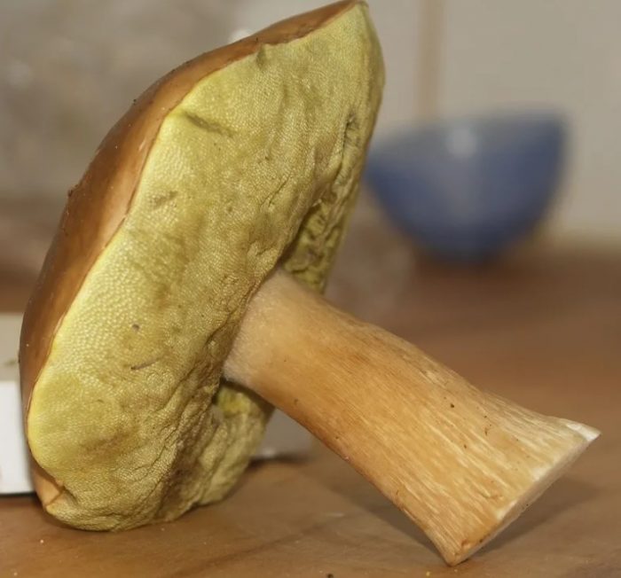 kabute na porcini