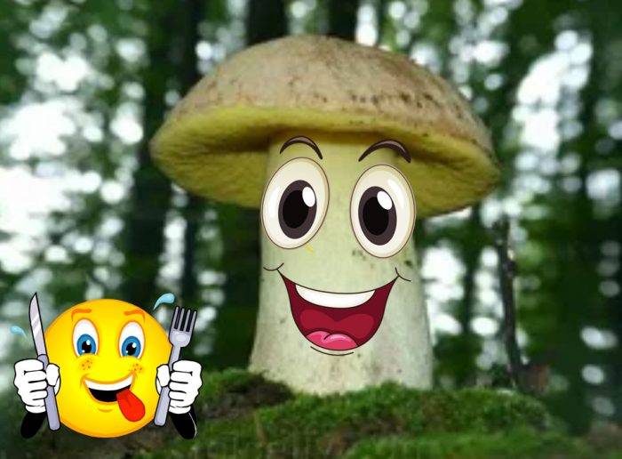 Nakakaing kabute na porcini