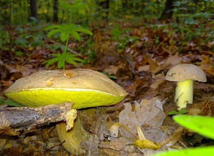 Dilaw na boletus