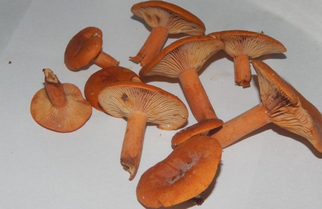 可食用的奶蓋