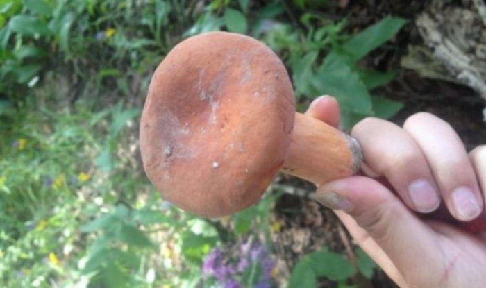 手中的乳香