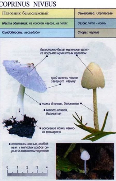 Paglalarawan ng Snow-white Ink Cap