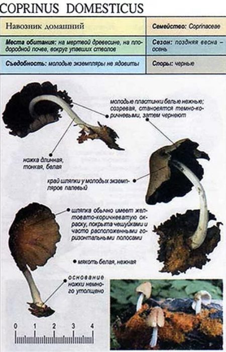 Paglalarawan ng domestic dung beetle
