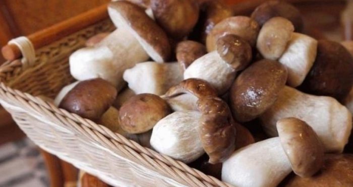 Mga hilaw na porcini mushroom